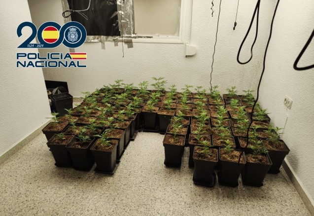 Plantas Incautadas (POLICIA NACIONAL) Plantas Incautadas (POLICIA NACIONAL)