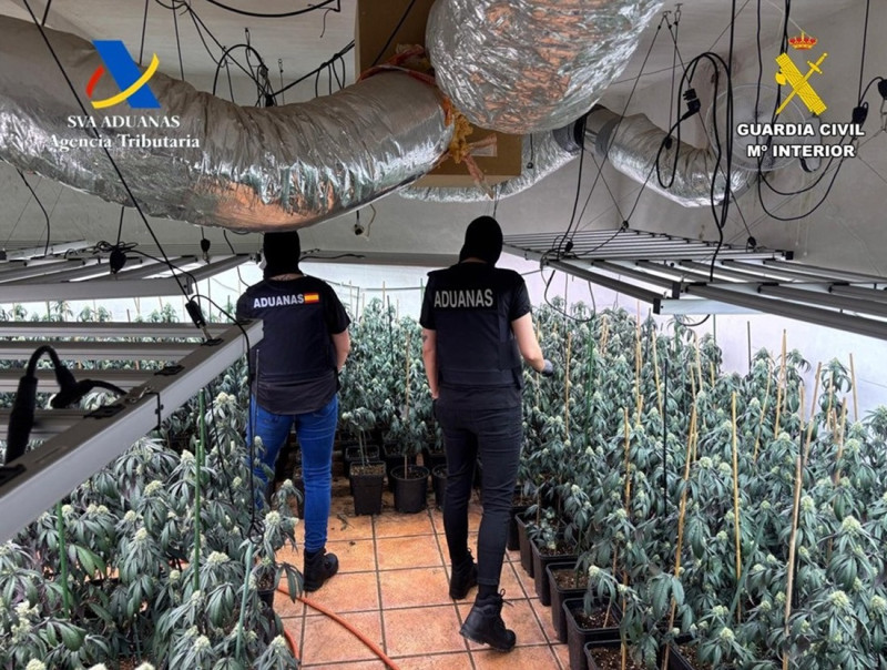 Operación conjunta de la Agencia Tributaria y la Guardia Civil contra el cultivo de marihuana en la provincia de Granada (GUARDIA CIVIL) Operación conjunta de la Agencia Tributaria y la Guardia Civil contra el cultivo de marihuana en la provincia de Granada (GUARDIA CIVIL)
