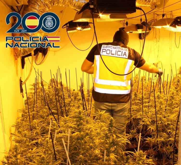 Plantación de marihuana (POLICIA ANCIONAL) Plantación de marihuana (POLICIA ANCIONAL)